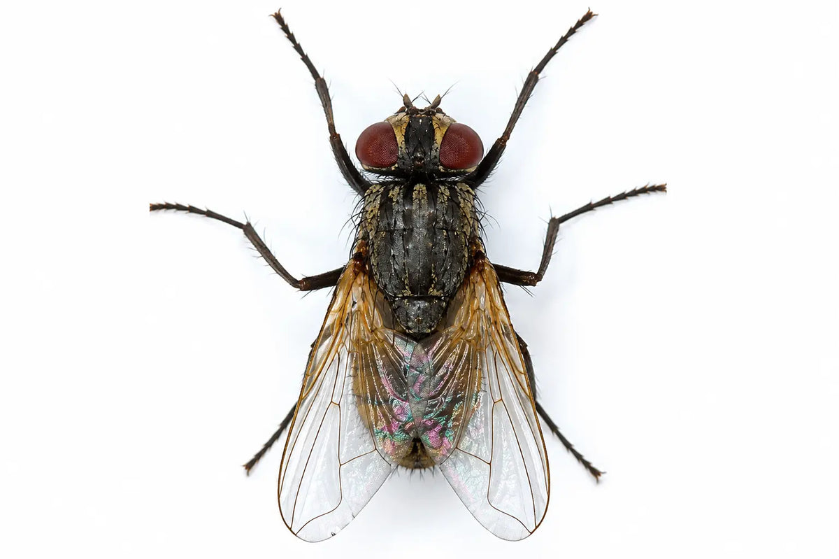 Fly Repellent