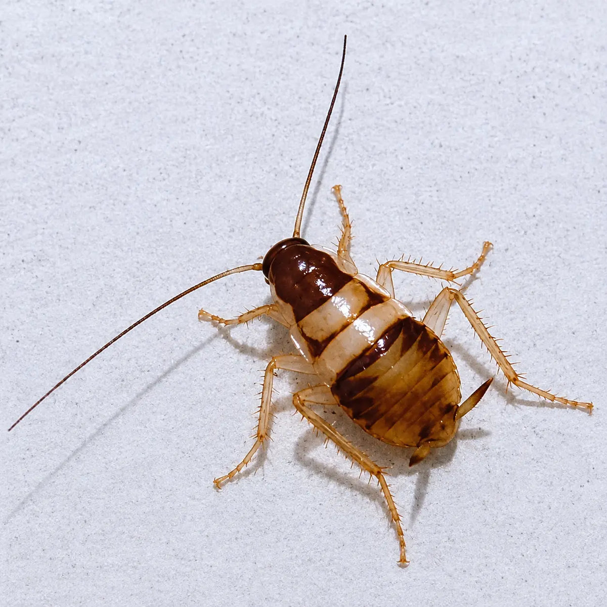 Cockroach spray