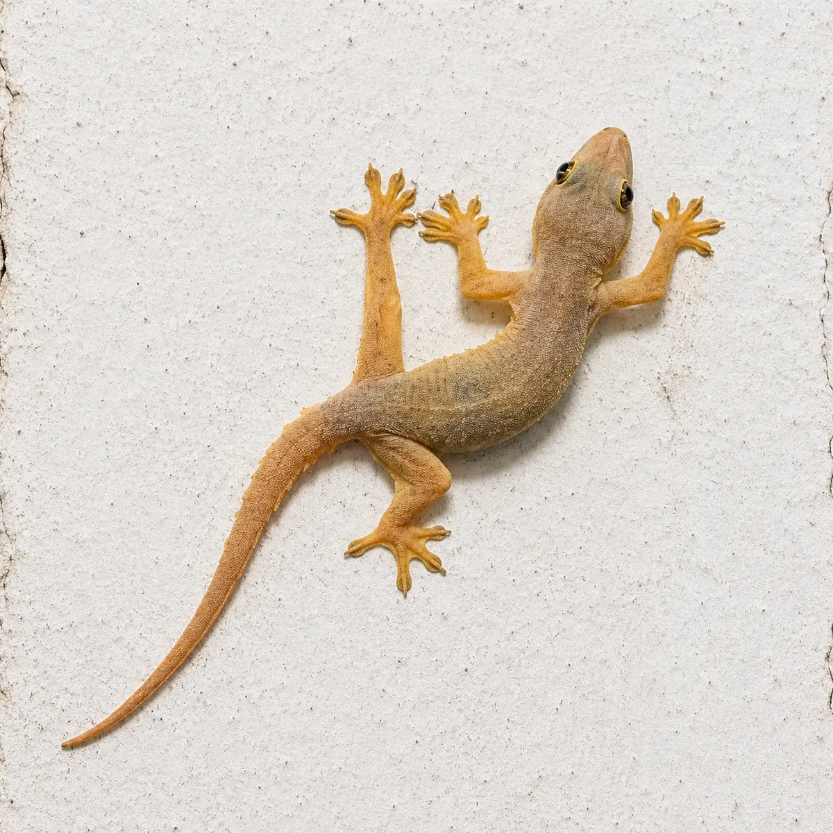 Lizard (Gecko) Repellent Spray