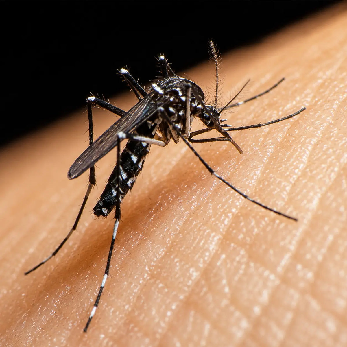 Mosquito Repellent Spray