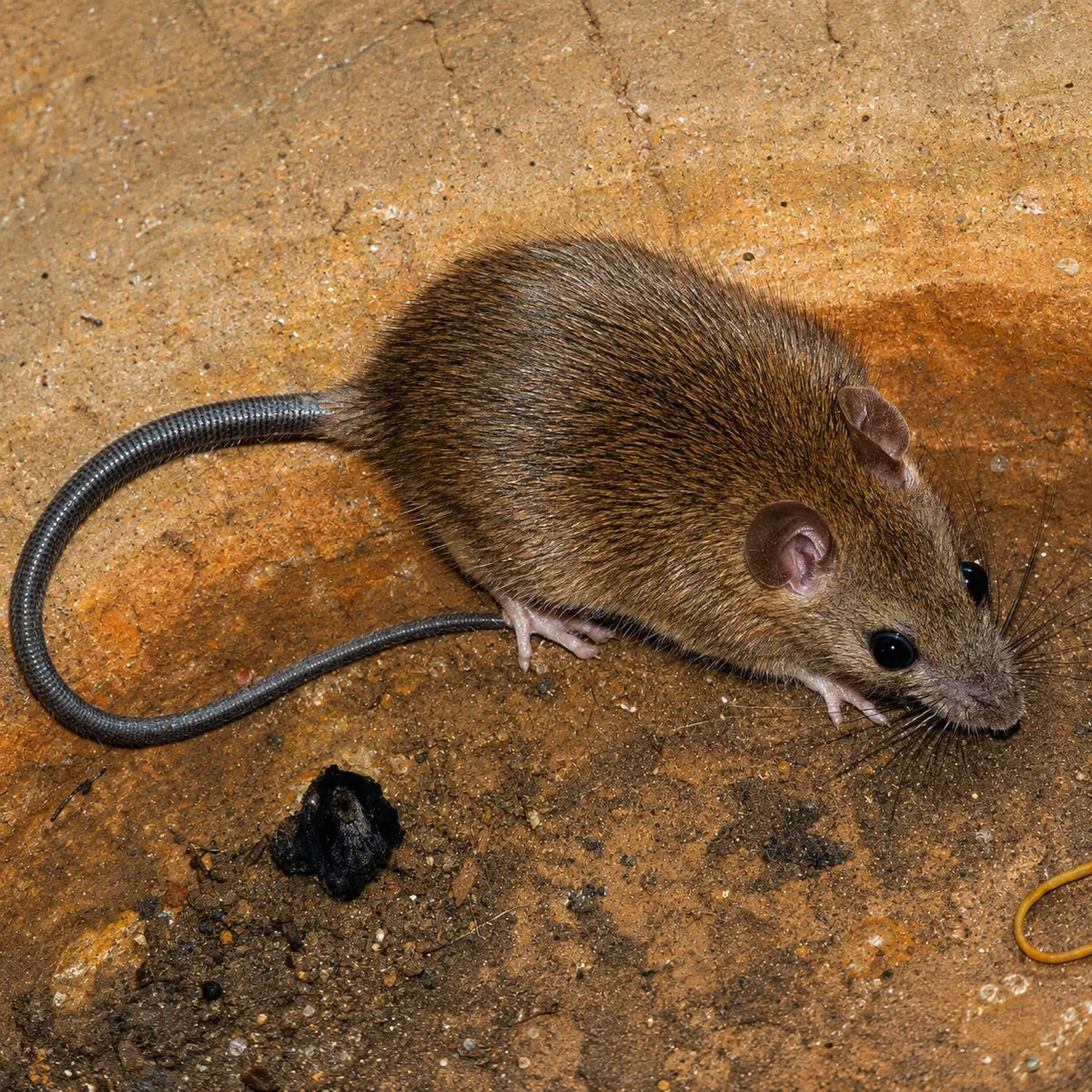 Rat Repellent Spray