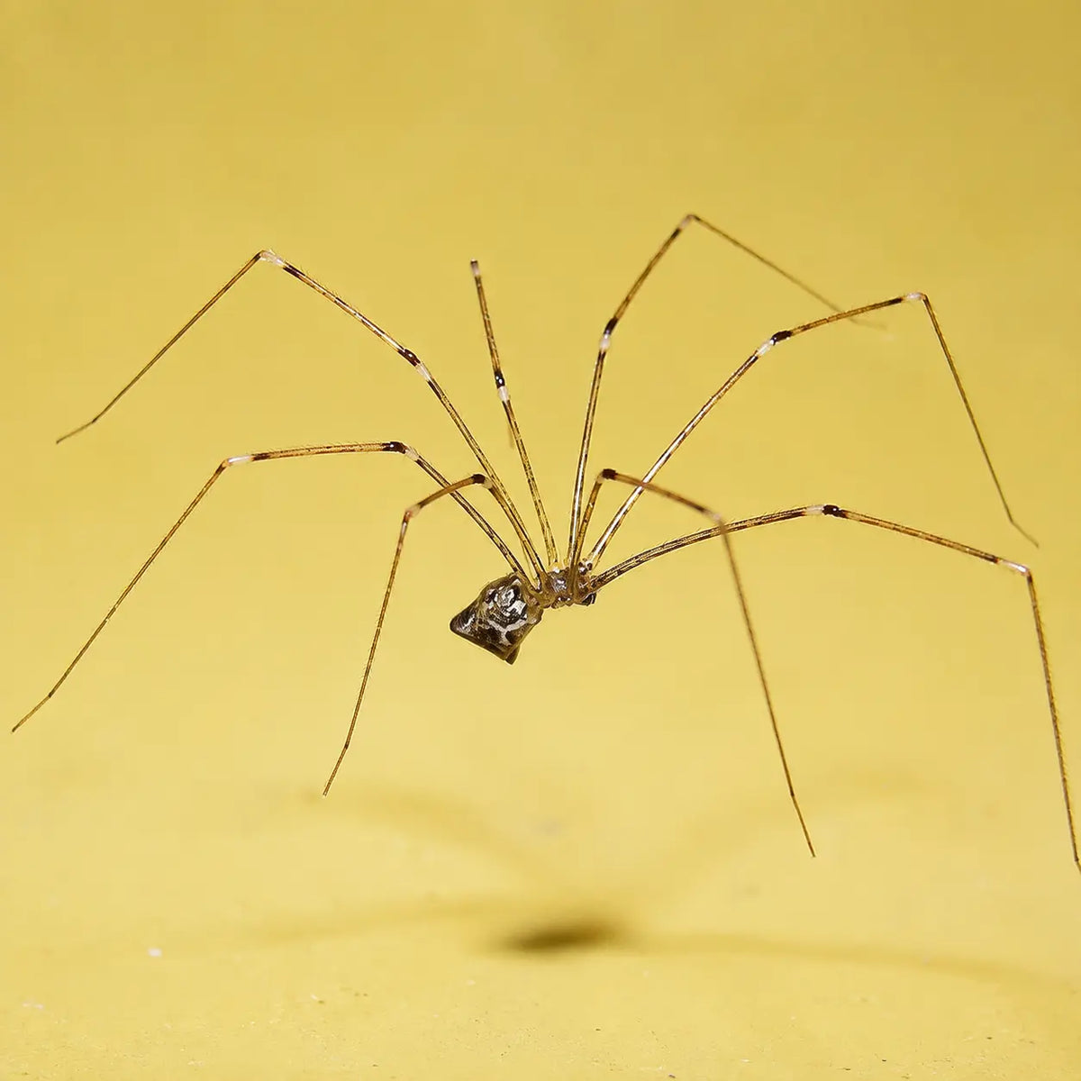 Spider Repellent Spray